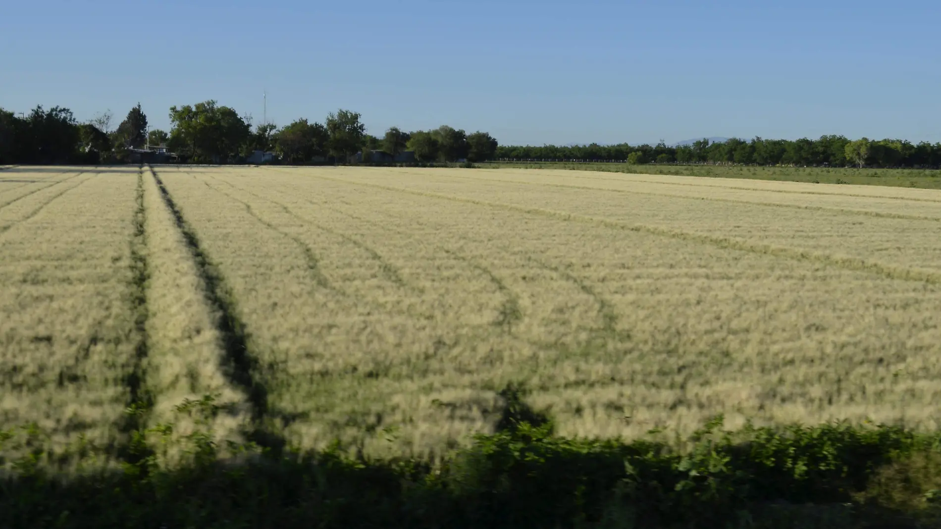 Campos de trigo en el Distrito 005